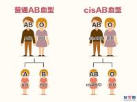 cisab型血可以生出o型吗 cisab型血和o型血会生出 cisab血型是什么意思