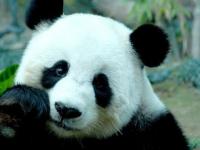 美国养死了几只熊猫了,痛失国宝，旅居美国的大熊猫去世了