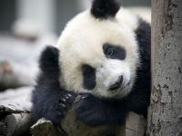 08死了多少熊猫,痛心：18岁的大熊猫“团团”走了，国宝们在台北到底经历了什么？