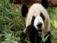 熊猫为什么只有中国有?,这些国家为何要退还中国大熊猫