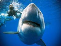 100种鲨鱼名称大全,鲨鱼冷知识：六种罕见鲨鱼，你认识几种？