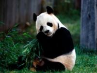 熊猫图片大全大图,多图｜萌化！“2022级”熊猫宝宝集体亮相