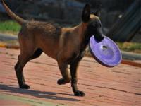 马犬怎么训练听话,据说马犬有着悠久的历史？要如何训练它们#狗狗大明星#