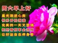 每天早晨祝福语,今日最新早上好图片带字语录，早晨好祝福语简短祝福语简短一句话