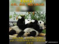 31岁大熊猫永明携双胞胎回家 旅日大熊猫永明 大熊猫永明为什么一直在日本生活