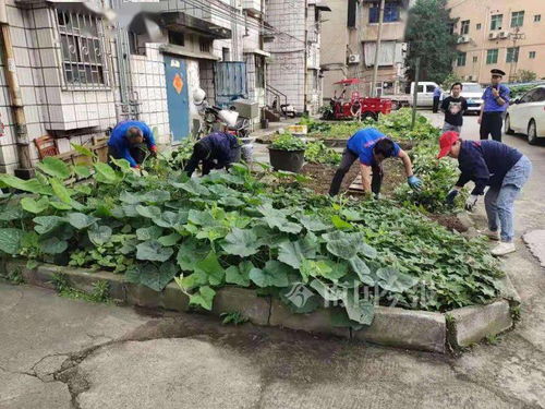 邻居占用公共用地种菜