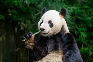 长隆野生动物园熊猫酒店