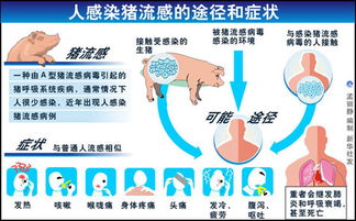 甲型流感的主要症状