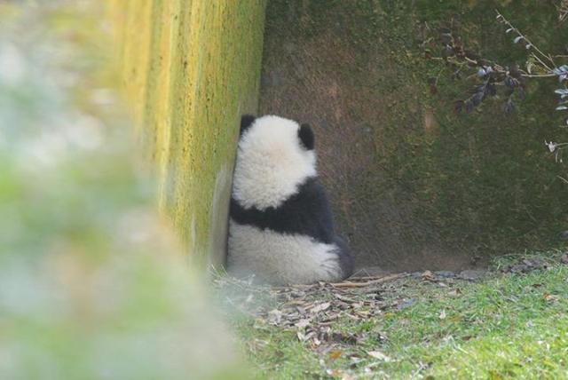 成都大熊猫基地“宝新”去世 官方回应：死因正在调查中