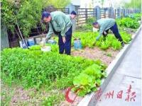 邻居在家门口集体土地上种菜,谁在城市隙缝空地种菜？