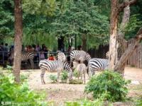 上海动物园和野生动物园哪个好玩,中国十大最受欢迎动物园，广州野生动物园，上海野生动物园受欢迎