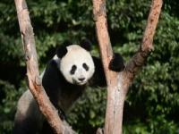 俄罗斯的大熊猫变彪悍,中国的熊猫温顺，印度的熊猫“变异”，那俄罗斯的熊猫呢？