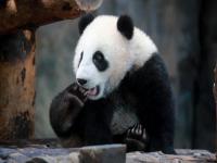 上海野生动物园熊猫,上海野生动物园：大熊猫“嘉嘉”过十岁生日啦