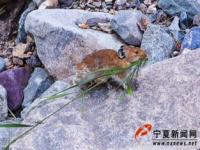 极危物种贺兰山鼠兔露脸,贺兰山上这个世界极危物种，6年来仅在野外发现过5次！