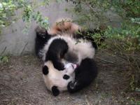 拍摄者回应旅英大熊猫听懂四川话,“旅英”大熊猫遭电击？爱丁堡动物园回应：为保护熊猫安全设通电围栏