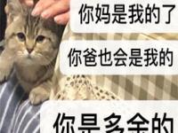 当你把猫猫带回家后,网友：把猫带回家一天后，我就后悔了