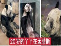 租给美国的熊猫丫丫,熊猫乐乐的死亡和丫丫的现状，就是美国对中国的态度！