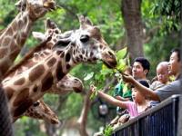 广州动物园的动物,广州动物园