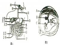 甲型流感的病原体,甲型H3N2流感来袭，如何打响防御战？