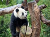 熊猫长大后认识母亲吗,动物离开母亲几年后，再次相见还能认出来吗？如何避免繁殖？