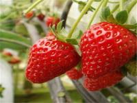 什么品种的草莓最甜最好吃,红颜草莓是、香、味俱佳的品种，她仍是最好吃的草莓