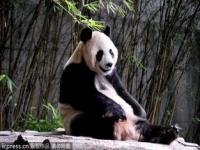 广州动物园熊猫,最萌世界杯，熊猫来踢球！广州动物园竟藏着足球新星？