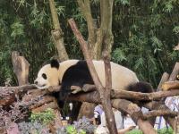 网友突击式检查世界各地大熊猫 掀起全球华人探视熊猫热潮