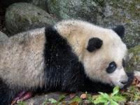 野生熊猫向人求救后不肯走,大熊猫来串门，中国人的浪漫和温情
