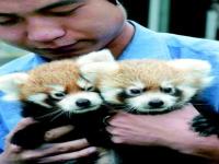 北京动物园有小熊猫吗,北京动物园小型食肉动物馆亮相