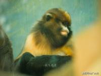 北京动物园北门开放吗,北京动物园恢复开园