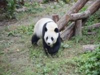 除了中国还有哪个国家有大熊猫,大熊猫旅居国家大盘点！