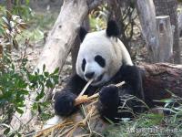 大熊猫为何扎堆回国,为何最近大熊猫扎堆回国？