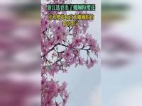 浙江选育出了“螺蛳粉”樱花,浙江选育出了“螺蛳粉”樱花，到底什么味道？