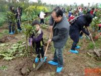 今天是中国第 45 个植树节，有哪些你觉得不错的公益植树活动？,宁德推出25个义务植树点 5万余株林木供认养