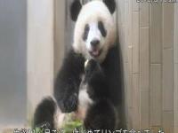 日本人为啥爱香香大熊猫,日本人有多爱大熊猫？