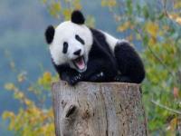 美国归还熊猫哭一大片,美国动物园宣布归还大熊猫丫丫和乐乐