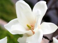 白玉兰花的花语,玉兰花的花语