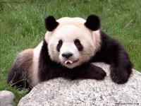 招聘大熊猫饲养员数百份简历零录取_熊猫饲养员的招聘有什么要求