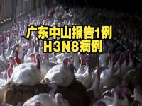 h3n8禽流感都有什么症状_h3n8病毒感染症状
