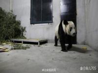 丫丫到家后近照视频 大熊猫丫丫回国近照曝光 丫丫现在在哪里