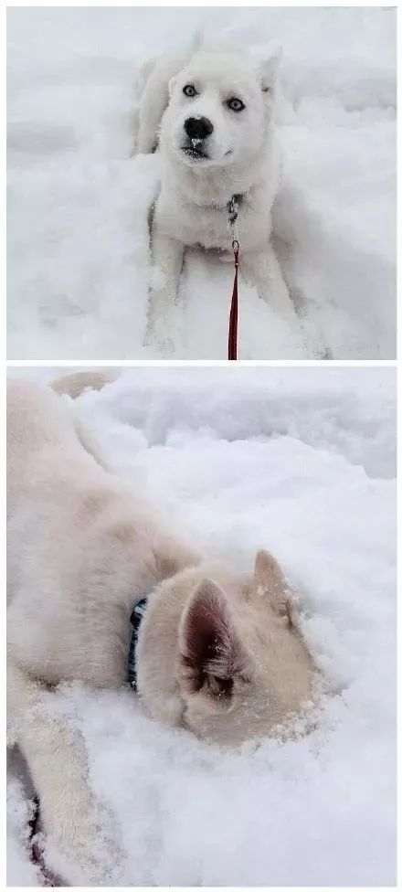 我真不是谪仙人免费雪降刺猬猫