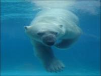 北极熊会游泳吗_北极熊会游泳吗 百度百科