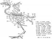 热辣香骨鸡是什么位置的肉_热辣香骨鸡是什么位置的肉值多少