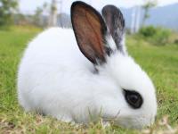 兔子是什么动物_兔子是什么动物类型