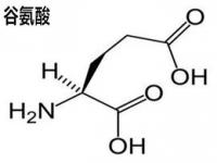 谷氨酸是什么_谷氨酸是什么神经递质