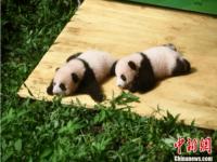 熊猫七仔妈妈找宝宝视频_棕色大熊猫七仔是偷的