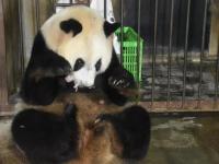 大熊猫丫丫皮肤病可以治吗 丫丫是男熊猫还是女熊猫生了29个孩子吗