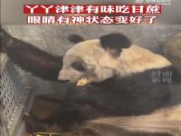 丫丫几号回北京_丫丫几号回北京动物园