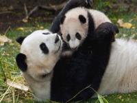 大熊猫的国宝_大熊猫的国宝地位
