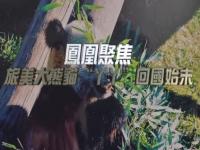 熊猫丫丫的来龙去脉_熊猫丫丫乐乐的故事